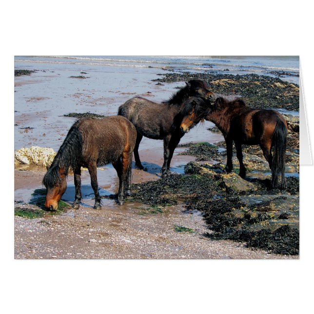 South Devon Three Dartmoor Ponies On Remote Beach (Front Horizontal)