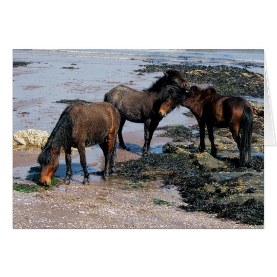 South Devon Three Dartmoor Ponies On Remote Beach Card