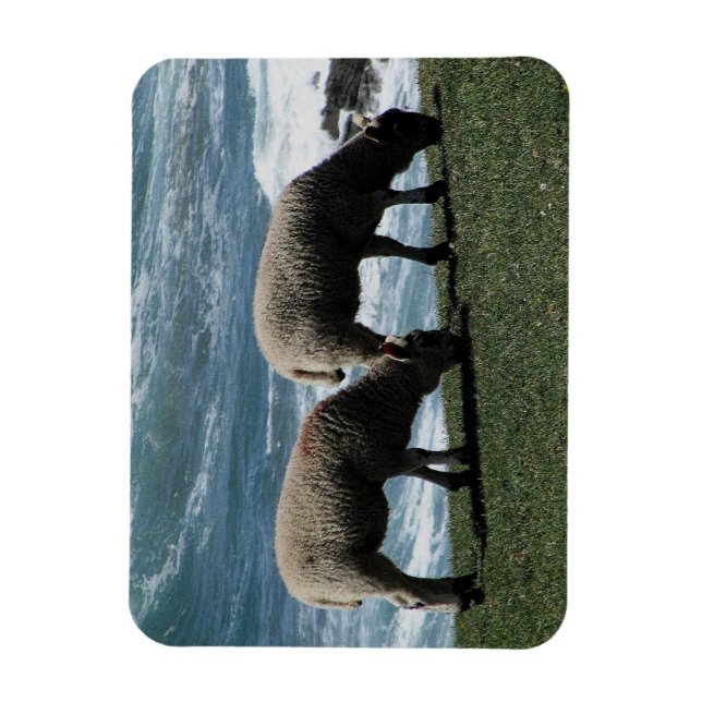 South Devon Two Lambs Grazeing On Wild Coastline Magnet (Vertical)