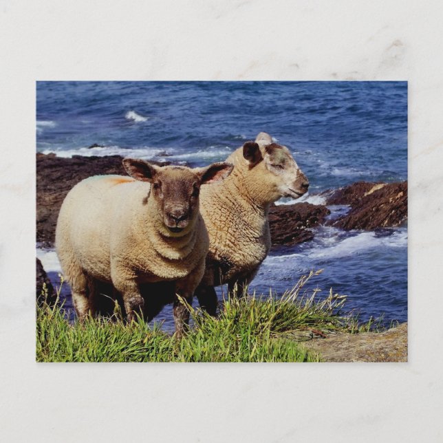 South Devon Two Lambs On Coast Path Cliff Edge Postcard (Front)