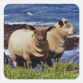 South Devon Two Lambs On coast Path Cliff Edge Square Sticker