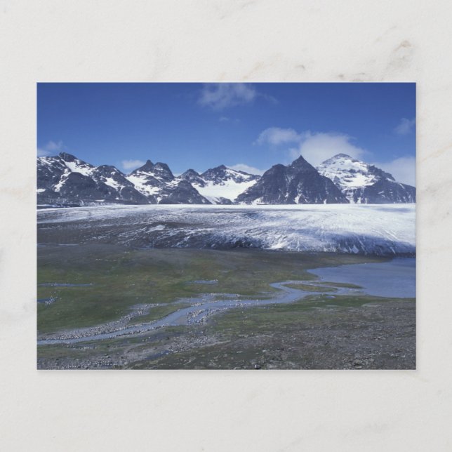 South Georgia Island, Salisbury Plain, Postcard (Front)