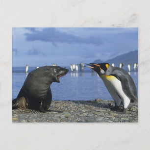 South Georgia Island, St. Andrews Bay, King Postcard