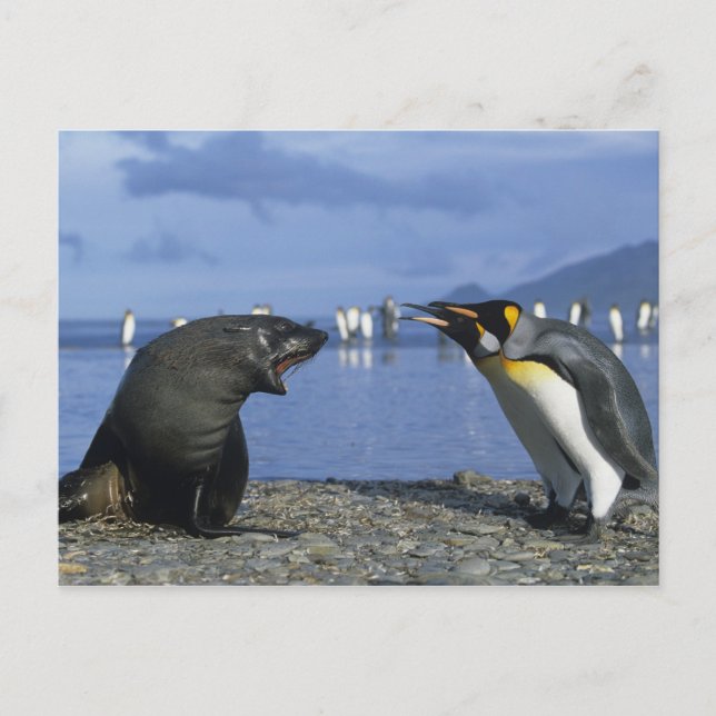 South Georgia Island, St. Andrews Bay, King Postcard (Front)