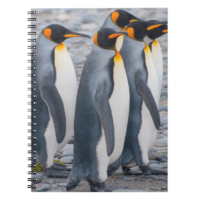 South Georgia. King penguins Notebook (Front)
