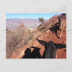 South Kiabab Grand Canyon National Park Mule Ride Postcard