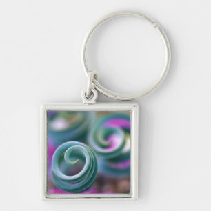South Namaqualand, Curled lily leaves. Credit Key Ring