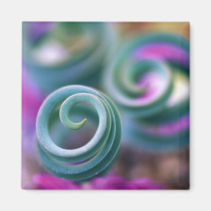South Namaqualand, Curled lily leaves. Credit Magnet