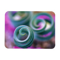 South Namaqualand, Curled lily leaves. Credit