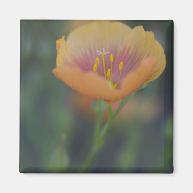 South of Devine Texas along Interstate 35 Magnet (Front)