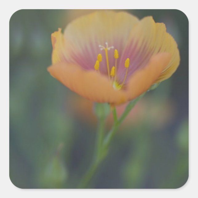 South of Devine Texas along Interstate 35 Square Sticker (Front)