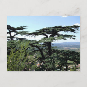 South of France Postcard