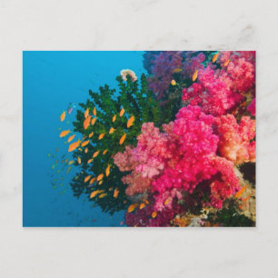 South Pacific, Fiji, Viti Levu, Bligh Water, Postcard