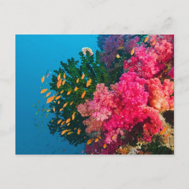 South Pacific, Fiji, Viti Levu, Bligh Water, Postcard (Front)