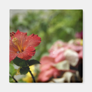 South Pacific, French Polynesia, Society 2 Magnet