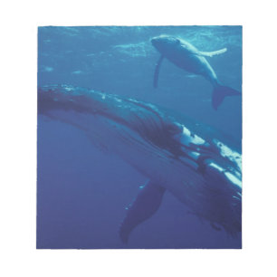 South Pacific, Tonga. humpback whale and calf Notepad