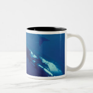 South Pacific, Tonga. humpback whale and calf Two-Tone Coffee Mug