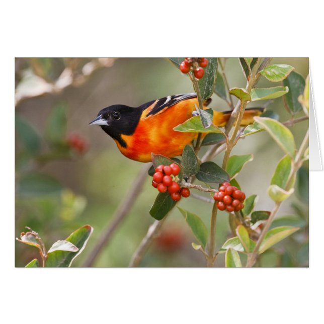 South Padre Island, Texas, USA, Baltimore Oriole (Front Horizontal)