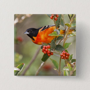 South Padre Island, Texas, USA, Baltimore Oriole 15 Cm Square Badge