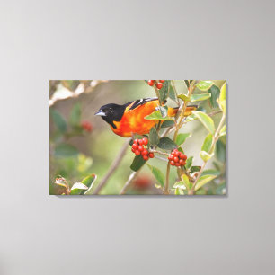 South Padre Island, Texas, USA, Baltimore Oriole Canvas Print