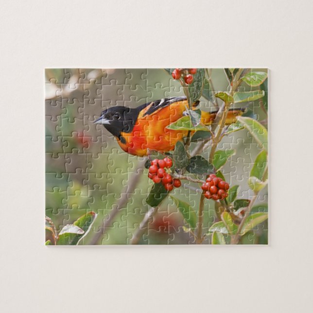 South Padre Island, Texas, USA, Baltimore Oriole Jigsaw Puzzle (Horizontal)