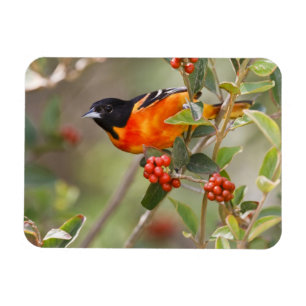 South Padre Island, Texas, USA, Baltimore Oriole Magnet