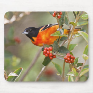 South Padre Island, Texas, USA, Baltimore Oriole Mouse Mat