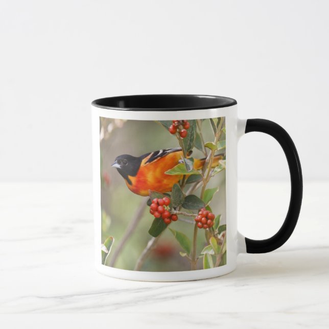 South Padre Island, Texas, USA, Baltimore Oriole Mug (Right)
