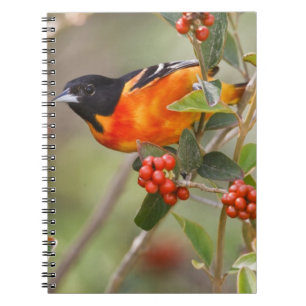 South Padre Island, Texas, USA, Baltimore Oriole Notebook