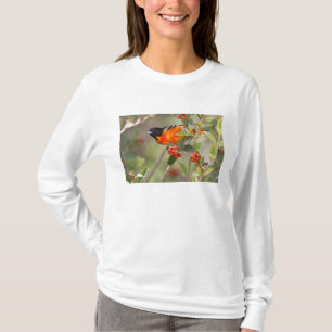 South Padre Island, Texas, USA, Baltimore Oriole T-Shirt