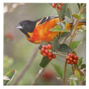 South Padre Island, Texas, USA, Baltimore Oriole Tile