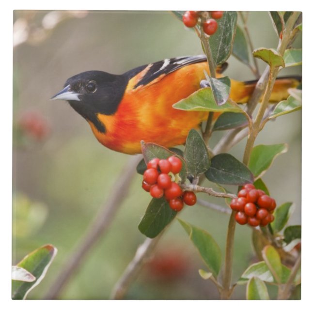 South Padre Island, Texas, USA, Baltimore Oriole Tile (Front)