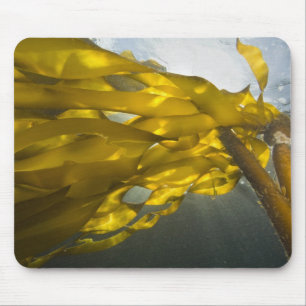 South side of Ewing Island, San Juan Islands, Mouse Mat