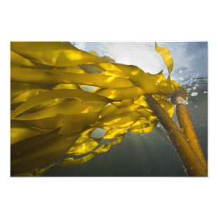 South side of Ewing Island, San Juan Islands, Photo Print