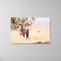 South Steens Wild Horse