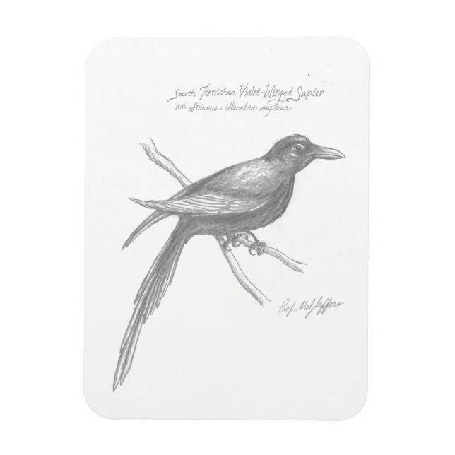 South Tirnishan Violet-Winged Sapier Magnet (Vertical)