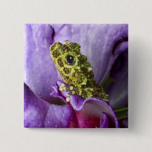 Southeast Vietnam. Close-up of mossy tree frog 15 Cm Square Badge