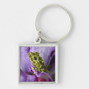 Southeast Vietnam. Close-up of mossy tree frog Key Ring