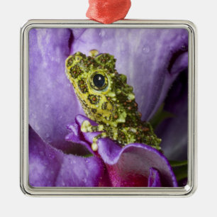 Southeast Vietnam. Close-up of mossy tree frog Metal Tree Decoration