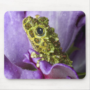 Southeast Vietnam. Close-up of mossy tree frog Mouse Mat
