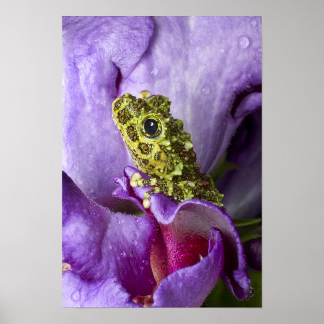 Southeast Vietnam. Close-up of mossy tree frog Poster (Front)