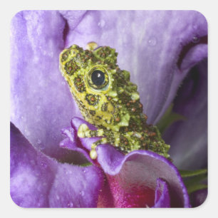 Southeast Vietnam. Close-up of mossy tree frog Square Sticker