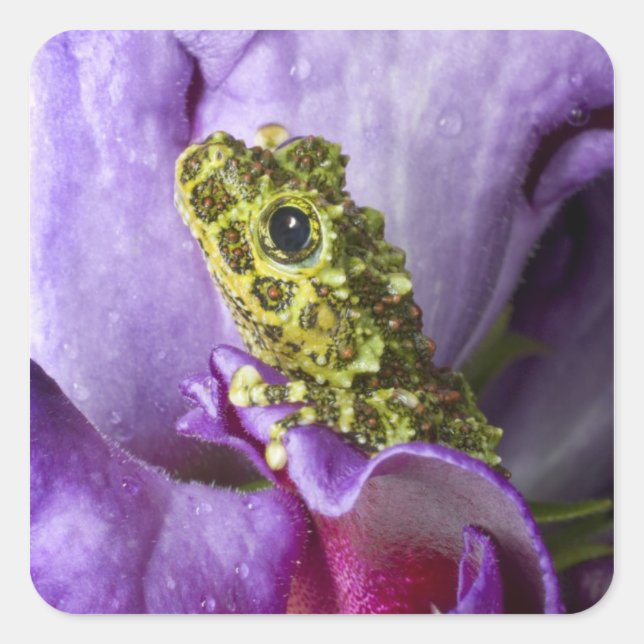 Southeast Vietnam. Close-up of mossy tree frog Square Sticker (Front)