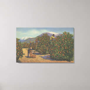 Southern California - Picking Oranges Canvas Print