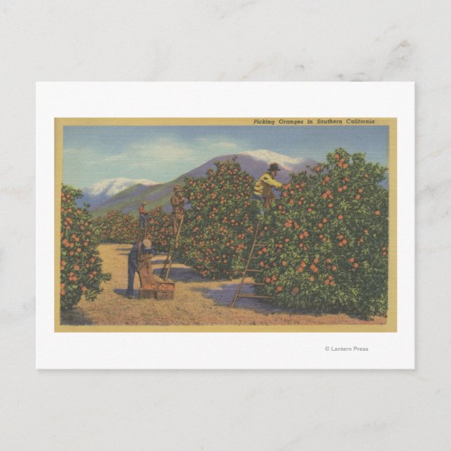 Southern California - Picking Oranges Postcard (Front)