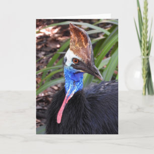 Southern Cassowary Card