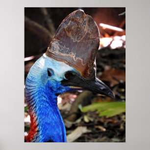 Southern Cassowary Poster