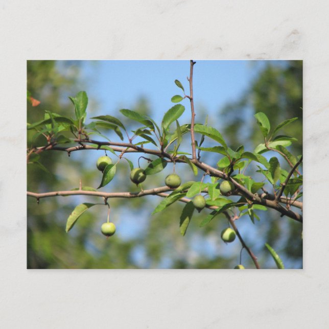 Southern Crabapple Fruit Postcard (Front)