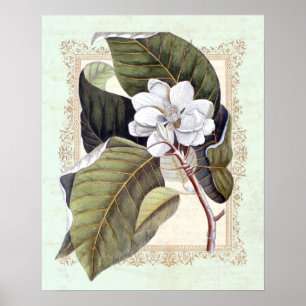 Southern Elegance Vintage Botanical Magnolia Poster