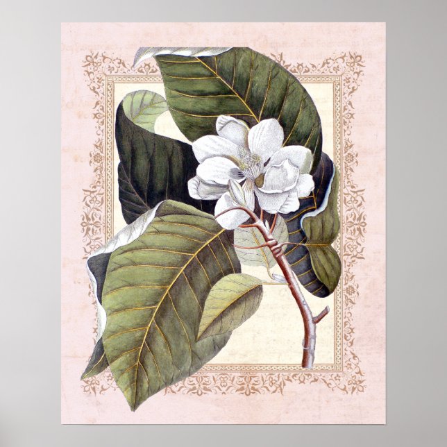 Southern Elegance Vintage Botanical Magnolia Poster (Front)